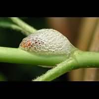 picture Alder Spittlebug