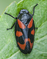 picture Red and Black Leaf Hopper