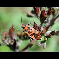 foto Corizus hyoscyami