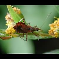 foto Himacerus apterus