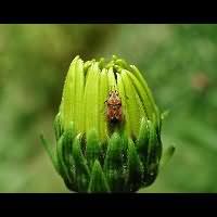 picture Birch Catkin Bug