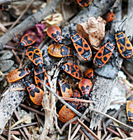 Photo of a group of Firebugs