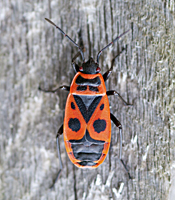 Photograph of Pyrrhocoris apterus