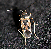 foto van Rhyparochromus vulgaris