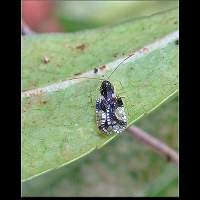 Photograph of Andromeda Lace Bug