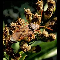 picture Stictopleurus abutilon