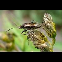 foto Stictopleurus punctatonervosus