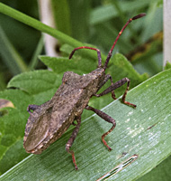 picture Dock Leaf Bug