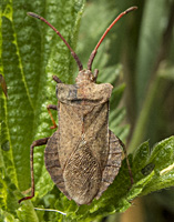 picture Dock Leaf Bug