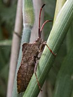 picture Dock Leaf Bug