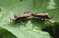 foto van Zuringwants / Coreus marginatus