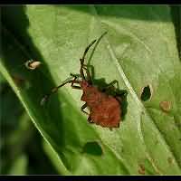 foto Coreus marginatus nimf