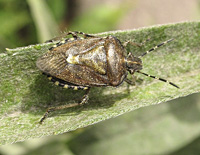 photo of Dolycoris baccarum