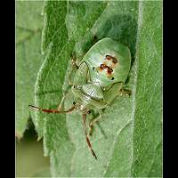 foto Elasmostethus interstinctus larva