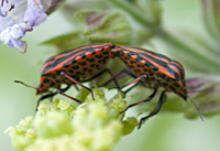 picture of Graphosoma lineatum