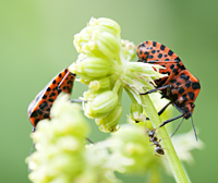 foto van Graphosoma lineatum