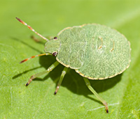 Photograph of Palomena prasina