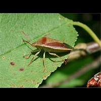 picture Gorse Shieldbug