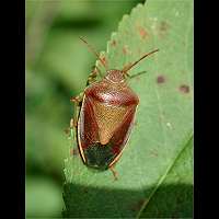 Photograph of Piezodorus lituratus