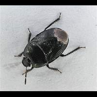 foto Sehirus luctuosus