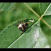 photo Troilus luridus larvae