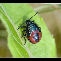 foto Zicrona caerulea