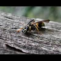 foto Ancistrocerus parietum