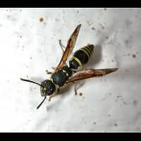 picture Ancistrocerus parietum