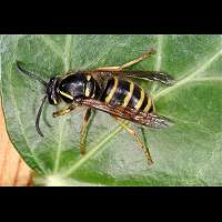 foto Dolichovespula adulterina