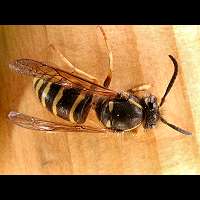 photograph Dolichovespula adulterina