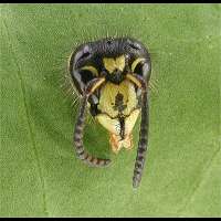 picture Cuckoo Wasp