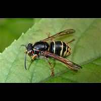 photograph Dolichovespula media