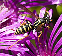 European Paper Wasp or Dominulus Paper Wasp (Polistes dominula)