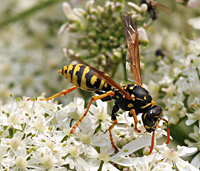 foto Polistes dominula