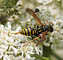 European Paper Wasp or Dominulus Paper Wasp (Polistes dominula)