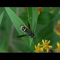 picture Mason Wasp