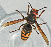 picture Vespa crabro