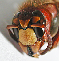 foto van Vespa crabro