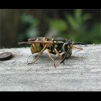 picture Vespula germanica