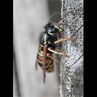 foto Vespula rufa