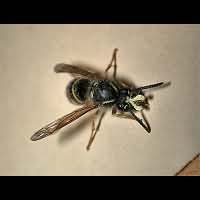 picture Common Wasp