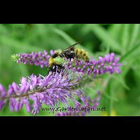 foto Bombus distinguendus