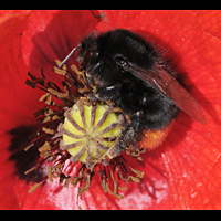 foto van Bombus lapidarius