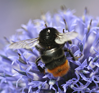 picture of Large Red Bumblebee