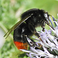 photograph Bombus lapidarius