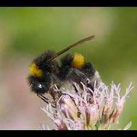 picture Bombus lucorum