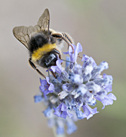 picture White-tailed Bumblebee