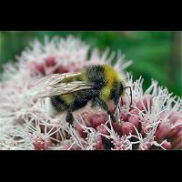 picture White-tailed Bumblebee