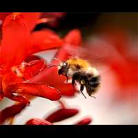 foto Bombus pascuorum