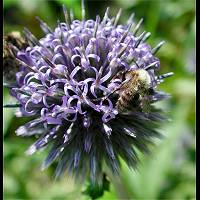 picture Bombus pascuorum